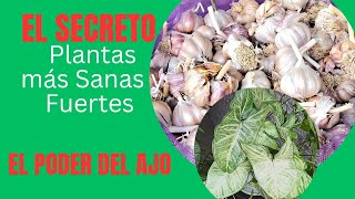 EL PODER DEL AJO EN LAS PLANTAS + Receta de PAVITA A LA OLLA  Superjugosa 😋