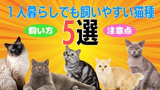 １人暮らしでも飼いやすい猫種５選