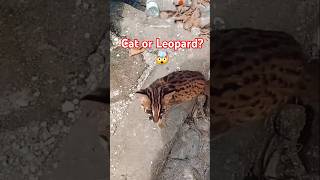 The Asian Leopard Cat: A Tiny Jungle Hunter! 🐆✨ #Shorts