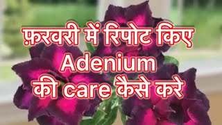 Adenium में रिपोर्टिंग के बाद पानी कितना दे फर्टिलाइजर देने का समय कब है