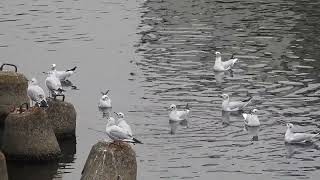 一斉に飛び立つカモメの鳴き声　ユリカモメ