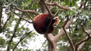 丸くなって休むレッサーパンダ「アズキ」- 多摩動物公園 ~  Red panda \