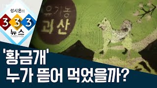 [333 뉴스] ‘황금개’ 누가 뜯어 먹었을까? ｜ 뉴스A LIVE