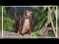 দশ বছর পরে দেখা মিলল ‘মহাবিপন্ন’ কাঠবিড়ালি red flying squirrel khagrachari independent tv