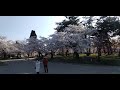 弘前公園本丸の桜と岩木山　cherry blossoms @ hirosaki japan