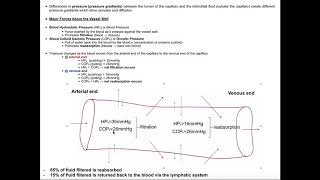 Capillary Bulk Exchange | Filtration & Reabsorption