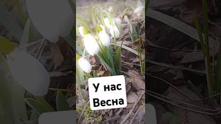 Подснежники - бесснежники 29.01.25😂#красота #весна #подснежники