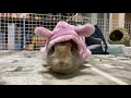 ＃209【可愛い動画】生後7か月のミニうさぎの可愛い動画集 no 7　ただただ癒されます　 ~ 7 months old fluff baby bunny video ~