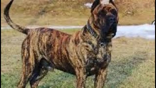 Runna Laneo brings His Presa Canario  for a training session