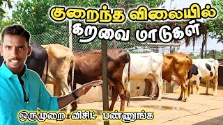 குறைந்த விலையில் தரமான மாடுகள் / விலை விசாரிச்சுட்டு வாங்க