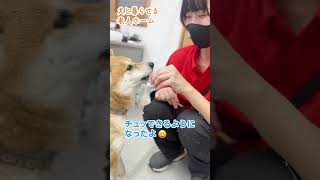 豆柴のかわいい新芸にスタッフもメロメロです【犬がいる事務所】