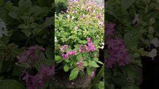 Flower cutting time #gardening #flowers फूल कब तोड़े | फूल तोड़ने का टाइम #shorts #youtubeshorts