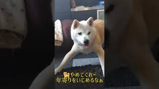 老犬認知症予防無理やり遊ぼう