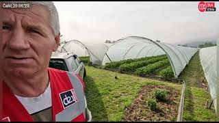 #živaistina#policija i vlasnik šokirani.Po noći,500 kg jagoda,lopovi ubrali po drugi put!