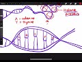 chromosome vs dna how do they differ dna နဲ့ chromosome ဘာကွာသလဲ