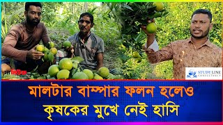 মালটার বাম্পার ফলন হলেও কৃষকের মুখে নেই স্বস্তির হাসি | Bumper Yield | Pirojpur | The News bd