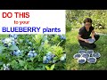 Do this to your Blueberry  plants for a bountiful harvest | Front Yard Garden | NJ and TX Garden