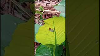 Hemiptera || beautiful beetle