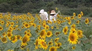 秋、遅咲きのヒマワリ５万本満開