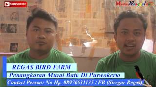 KISAH SUKSES: MENENGOK BREEDING REGAS BIRD FARM SPESIALIS MURAI BATU BALAK.