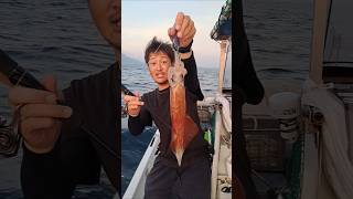 釣ったイカラーメン#fishing #広島たにさんのぼれやびゃー動画 #ファミリーフィッシング #魚釣り #アウトドア #イカ釣り #エギング #海釣り