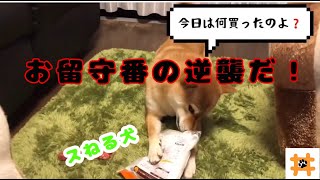 【柴犬】自分だけお留守番させられ拗ねた犬の姿が可愛かった件