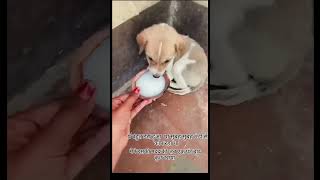 So puppies cute   डरा हुआ  बच्चा  🥺 जो मां से बिछड़ गया था 😑