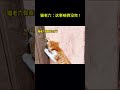 搞笑动物系列第20集 猫老六这事咱俩没完 搞笑 萌宠 pets cat funny animals 萌寵 宠物 cute 寵物