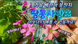 가을 베란다 정원의 땅콩사랑초! 보위에나 vs. 세미로바