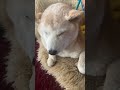 15歳柴犬マッサージを受ける　 柴犬 shiba geriatriccare 老犬 癒し