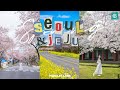 Seoul & Jeju in Spring | Cherry Blossoms and Canola Flowers in Jeju