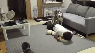 ご報告 怪我で動けません！ハスキー犬と保護犬トイプードル