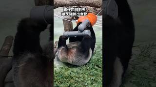 圓仔四腳朝天破解灰罐 最後兩條小短腿累了 #panda #yuanzai #仔仔 #萌 #熊猫