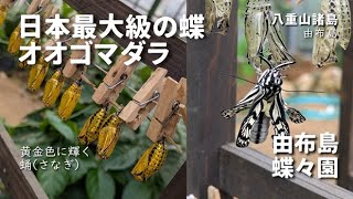 日本最大級の蝶オオゴマダラが見られる蝶々園【由布島】黄金色に輝く不思議なさなぎ