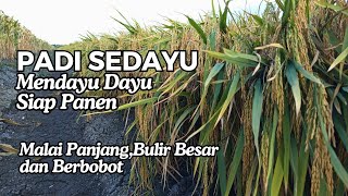 PADI SEDAYU BULIR BESAR MALAI PANJANG Mendayu dayu