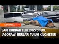 Seekor Sapi Kurban Terlepas di Jalan Tol Jagorawi, Sebabkan Kemacetan | Liputan 6