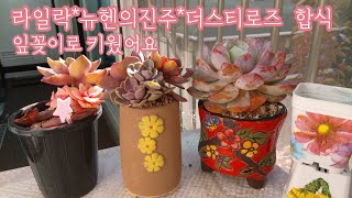 잎꽂이로 키운 라일락,뉴헨의진주,더스티로즈를 합식합니다. : 뿌리깍지가 있어서 약물에 담궜다가 며칠 만에 분갈이해줍니다.