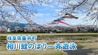 相川鯉のぼり一斉遊泳　岐阜県垂井町（2022年4月2日）