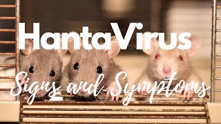 Early Signs and Symptoms of Hantavirus Pulmonary Syndrome HPS - What is Hantavirus (hps) | Symptoms