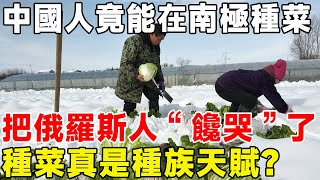 中國人竟能在南極種菜，把俄羅斯人“饞哭”了！ 種菜真是種族天賦？#科普 #科普頻道