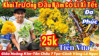 Mùng 3☎️0907967065☎️🌲Mai Vàng Giống Giá Rẻ🌲tiến vua-giảo như ý-giảo Bình An-Tân châu 7 Tạo đa phúc…🌲