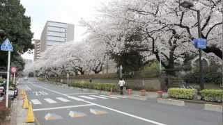 【HD】2013桜満開＠東京大学（cherry blossom at the University of Tokyo）time lapse