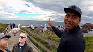 EP4 ใครก็ต้องมา หนึ่งวันบนเกาะออสเตรเลีย Phillip Island ขับรถเที่ยวกับแฟน |  mออสซี่channel