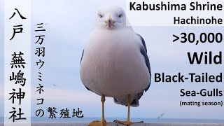 【Aoimori】蕪嶋神社 ウミネコ Visit Seagull Island Hachinohe 2023.03