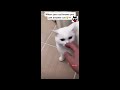 #Cat #Smells of #Another Cat like a #Woman 😂🤣 #cats #funny #angry #video