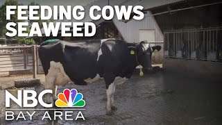 Feeding cattle seaweed reduces methane gas emissions