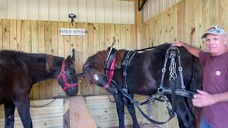 Percheron draft horses - Introducing the harnesses to the yearlings for first time