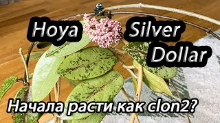 Hoya Silver Dollar-начала расти как clon 2?!