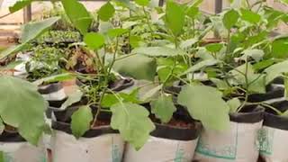 Potting Mixture Preparation /പോട്ടിംങ്ങ്' മിശ്രിതം തയ്യാറാക്കുന്ന വിധം