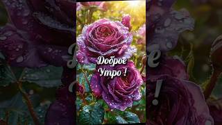 Доброе утро #открытки